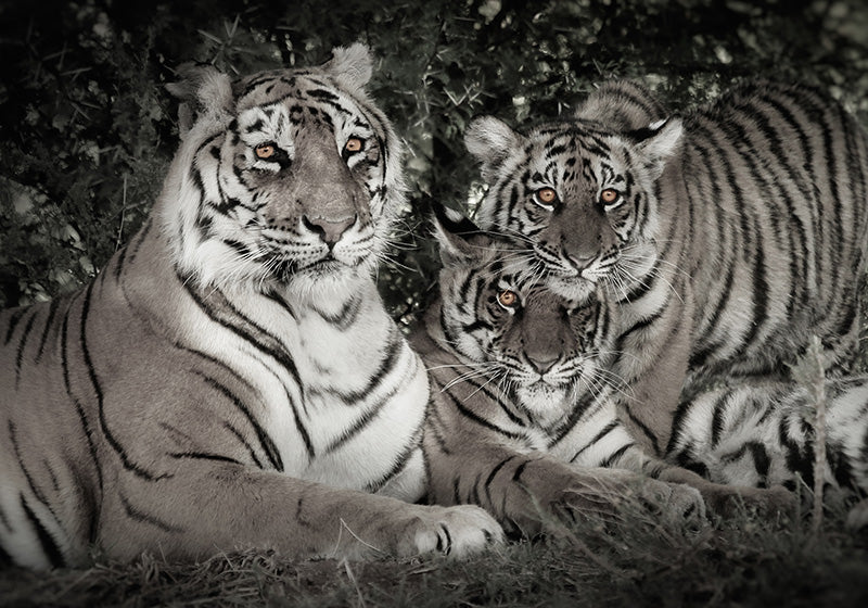 A TIGRESS AND HER CUBS