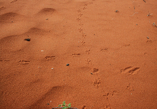 CRISS-CROSSING THE DESERT