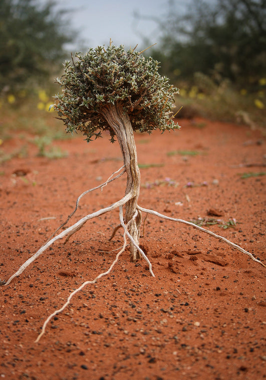 BONZAI DU DÉSERT