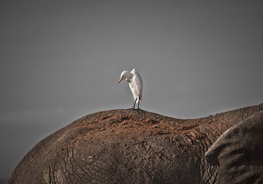 AIGRETTE