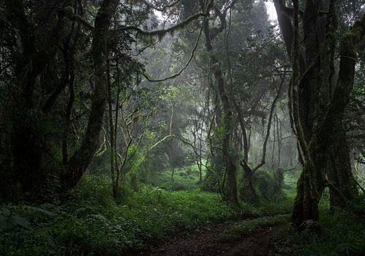 FORÊT VERTE