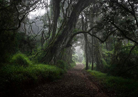 GREEN ROAD TREE