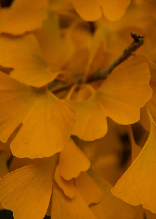 GINKO