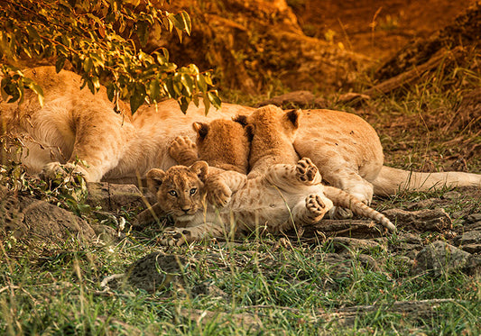 MORNING LOUNGE