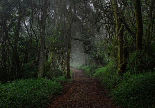 FORÊT MYSTÉRIEUSE