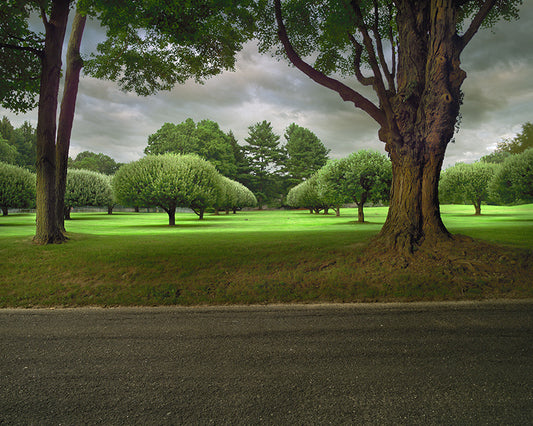 VECCHIA STRADA DELL'ALBERO