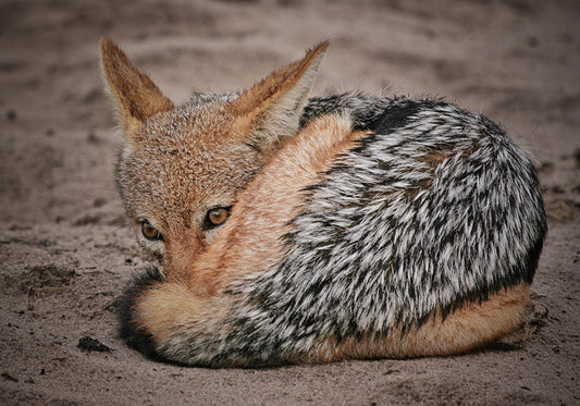 SLEEPY LITTLE JACKAL