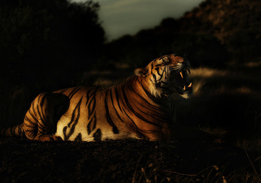 TIGER IN DARKNESS