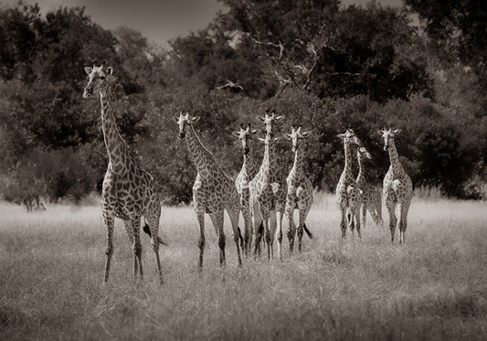 TOWERING THE SAVANNAS