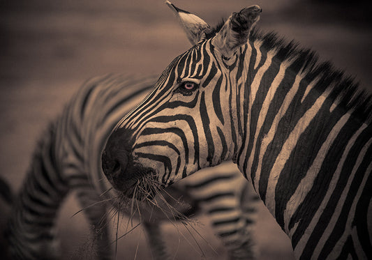 ZEBRA