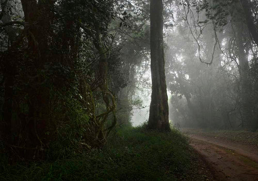 CREEPY TREE