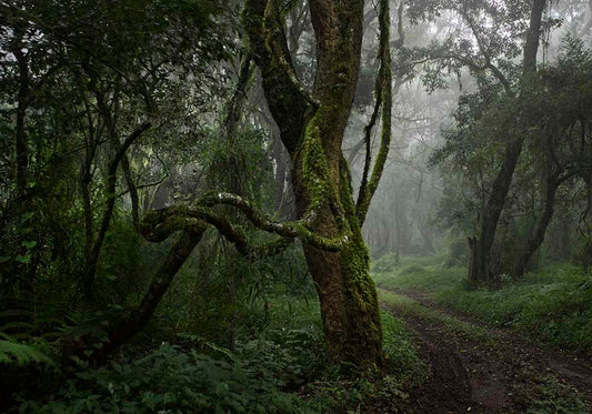 ARBRES FORESTIERS VERTS